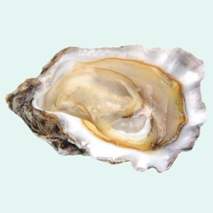 top foods for hair growth oysters